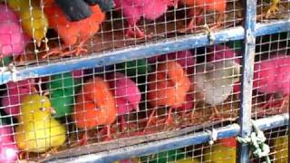 Dyed Chicks Outside Birdmarket [upl. by Nevil]