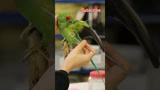 Ringnet parrot 🦜 death art  birds parrot death art sadvideo shorts [upl. by Odilo]