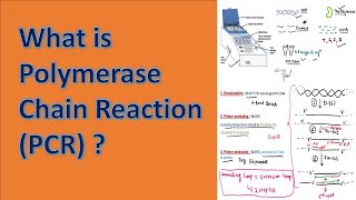 Polymerase Chain Reaction PCR [upl. by Enawyd]