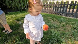 Picking Nectarines amp Trimming Boxwoods 🍑🌿✂️  Garden Answer [upl. by Mable]