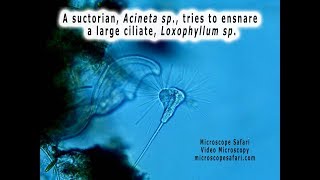 Acineta and Loxophyllum [upl. by Plato706]