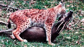 The Eurasian lynx is a deer hunter the size of a tiger Lynx vs wolf fox goat and hare Lynx [upl. by Nell]