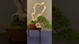 Bonsai trees at a show spain bonsai tree bonsaitree [upl. by Bahe]