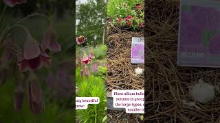 How to Plant Ornamental Onions aka Alliums shorts allium bulbs [upl. by Aivilo]