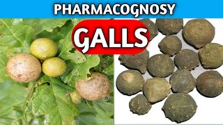 Galls Pharmacognosy  Crude Drug Pharmacognosy  Miscellaneous Crude Drugs [upl. by Erma704]