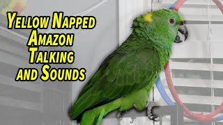 The many sounds of Lily an amazon parrot [upl. by Jaella]