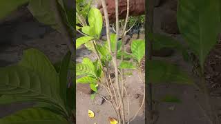 Mere pappa bhi plant 🌿 ke care lete hai 😊😊minigarden houseplants [upl. by Onivla]