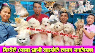 রোজার অফার মাত্র ১০০০ টাকায় বিড়াল 💥  Katabon Animal market in Bangladesh  Cat price in Bangladesh [upl. by Colburn250]