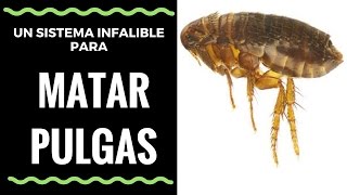 Como Matar Pulgas con un Sistema Infalible  How To Kill Fleas with Infallible System [upl. by Nhabois]