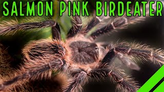 Brazilian Salmon Pink Birdeater Lasiodora parahybana Care amp Facts [upl. by Aisatsana]