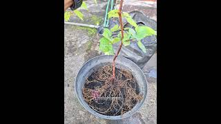 Tutorial membuat Tabulampot super keren dari Bibit Bareroot anggur gardening garden bonsai [upl. by Shawn]