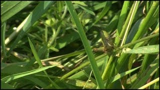 The Grasshopper Caelifera Orthoptera [upl. by Norit379]