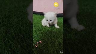 Beautiful kittens 💗 in indiayoutubeindia shortsfeed catbabies catvideos cats viralshort [upl. by Viquelia]