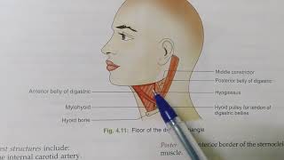 ANTERIOR TRIANGLE OF THE NECKNOTESBDCHAURASIAHEADNECK AND BRAIN ANATOMY [upl. by Ario]