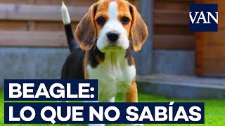 🐾BEAGLE ¡Todo lo que no sabías de esta maravillosa raza [upl. by Gilli]