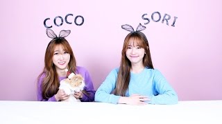 코코소리 채널 자막으로 즐기기CoCoSoRi [upl. by Yerak]