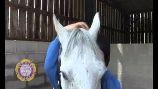 How to Put on a Headcollar [upl. by Jo]