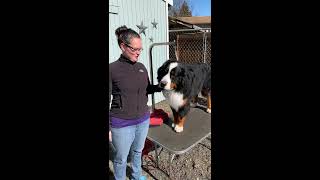 Dog Grooming Lesson How to trim your dogs ears Bernese Mountain Dog [upl. by Anaj]