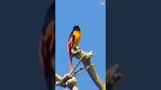 Scarlett minivet [upl. by Asilej]