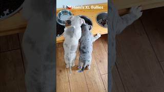 😉2 měsíce pryčpřece nebudeme jíst ze štěněčí misky🤣🇨🇿 Hemis XL Bullies American Bully XL Czech [upl. by Nylirehs]