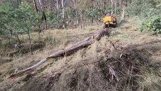 INTERNATIONAL DROTT DOZER PULLING TREES FOR FIRE WOOD [upl. by Aiselad316]