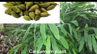 Cardamom plant [upl. by Saks]