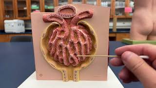 Structures of the Kidney  Microanatomy Model [upl. by Hgielek]