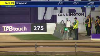 Cannington26022024Race9 [upl. by Belak]