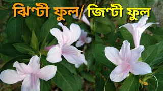 How to grow and care Jhinti Flower plant  Barleria cristata [upl. by Aelat203]