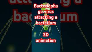 Bacteriophage virus attacking a bacterium 3D animation [upl. by Anavoig]