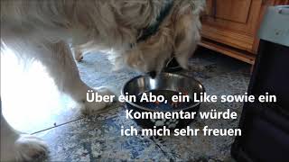 Hund leckt NapfFutternapf aus dog licks napf Geräusch Sound Klang mp3 kostenlos [upl. by Kapor]