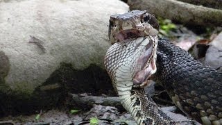 Cottonmouth vs Rattlesnake 04  Cottonmouth Kills amp Eats Rattlesnake  Time Lapse [upl. by Erny]