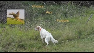 chasse au faisan le 28 septembre 2014 [upl. by Mallissa]