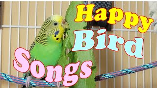 12 Hr Help Quiet Parakeets Sing Playing This Cute Budgies Chirping Reduce Stress of lonely Birds [upl. by Yrreb]