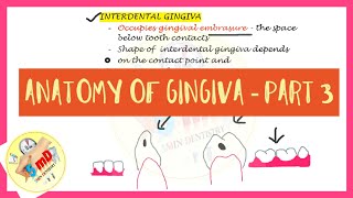 Anatomy of Gingiva  Part 3  Interdental Gingiva  Periodontics [upl. by Peoples]