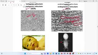 Endoplasmic Reticulum amp Annulate Lamellae [upl. by Desimone510]