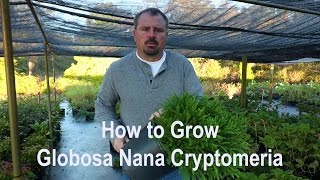 How to grow Globosa Nana Cryptomeria Dwarf Japanese Cedar with detailed description [upl. by Eibbed]