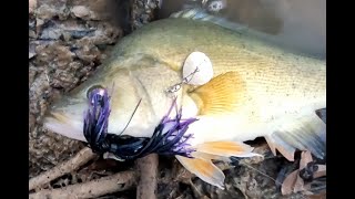 Spinnerbait fishing in and around Horsham Wimmera river [upl. by Jamin617]