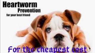 What the vet won’t tell you How to treat heartworms cheap and prevent heartworms [upl. by Bruckner]