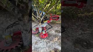 Mechanical Suckers Remover For Orchards EcoCut360  Made By LEGER SAS France  shorts orchards [upl. by Eneleh]