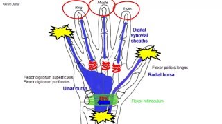 Synovial flexor sheaths in the palm [upl. by Yhtir]