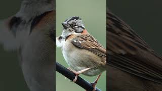 Copetón CANTO del CHINGOLO  Chestnutcapped BrushFinch shorst birds [upl. by Anairo518]