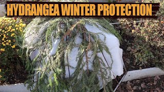 How to Protect Bigleaf Hydrangea for Winter  How to Help Overwinter Bigleaf Hydrangea [upl. by Milore]