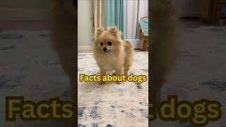 WOW Amazing DOG Facts You Never Knew [upl. by Betta316]