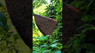 Giant honey bee nest in tree honey [upl. by Kathye246]