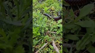 Redbellied black snake in the Wetlands 🐍 [upl. by Nancy]