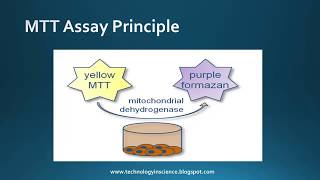 MTT assay  Cell Viability Cytotoxicity  Principle Advantages amp Limitations [upl. by Ttennaej11]