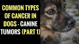 Common Types of Cancer in Dogs  Canine Tumors PART 1 [upl. by Inimod15]