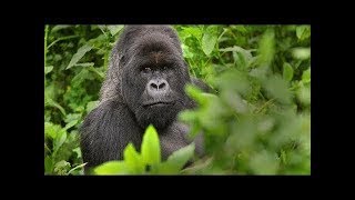 Gorillas Documentary Full Documentry [upl. by Tamera]