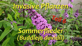 Invasive Pflanzen  Teil 6  Sommerflieder [upl. by Jameson]